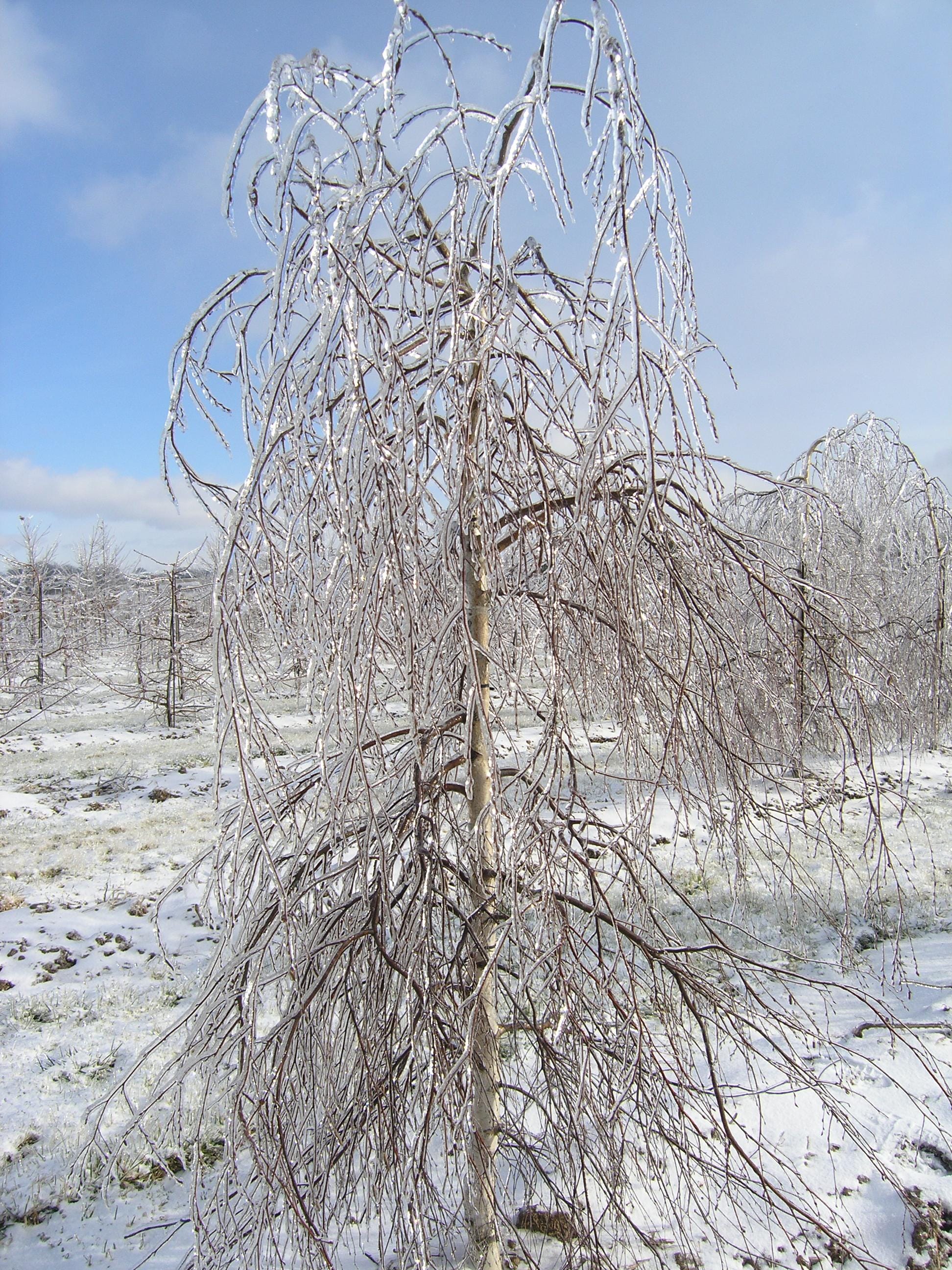 Betula pendula ‘Youngii’